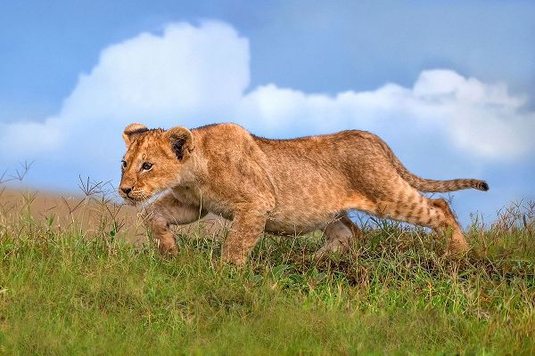 Ortega, Xavier 아티스트의 Lion cub on the prowl작품입니다.