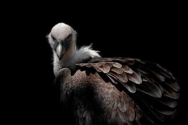 Guillemot, Mathilde 아티스트의 Griffon Vulture작품입니다.