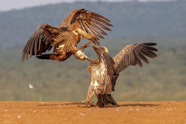 Catta, Alessandro 아티스트의 Vulture Fight작품입니다.