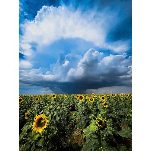 Trush, Sergey 아티스트의 Sunflower storm작품입니다.