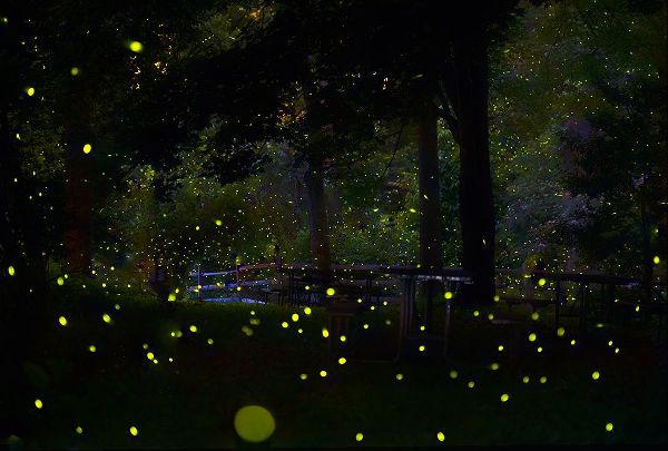 Liang, Ken 아티스트의 Amazing Fireflies Light작품입니다.