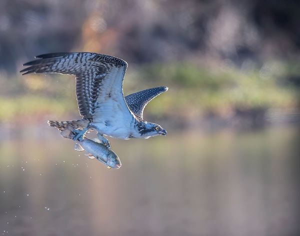 Tseng, Judy 아티스트의 Osprey Flying With Fish작품입니다.