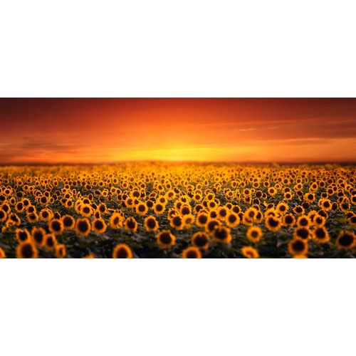 Seo, Tiger 아티스트의 Sunset On Sunflower Field작품입니다.