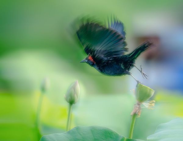 Liang, Ken 아티스트의 Black Bird Flying Over Lotus Seed Pod작품입니다.