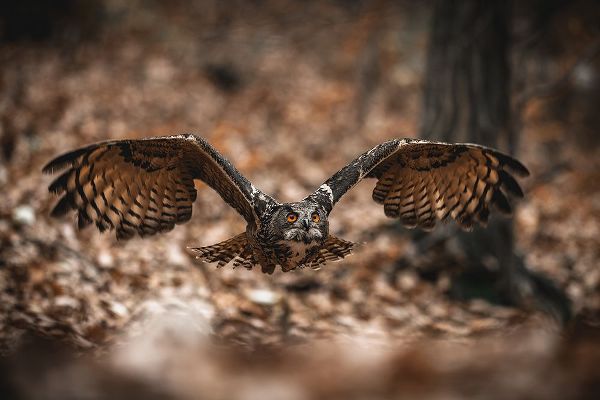 Rozehnal, Jan 아티스트의 The Eurasian Eagle-Owl (Bubo Bubo)작품입니다.