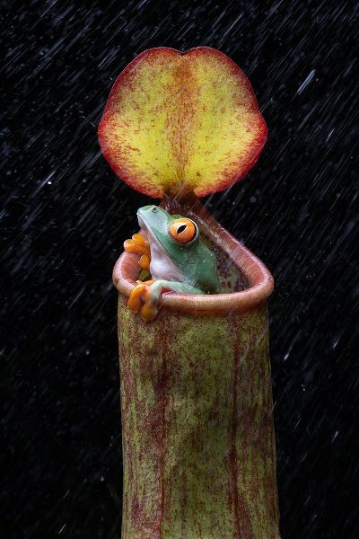 Setiadi, Ajar 아티스트의 The Frog And Nepenthes작품입니다.