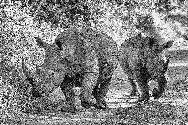 Richter, Regine 아티스트의 The Two Rhinos - Wildlife III작품입니다.