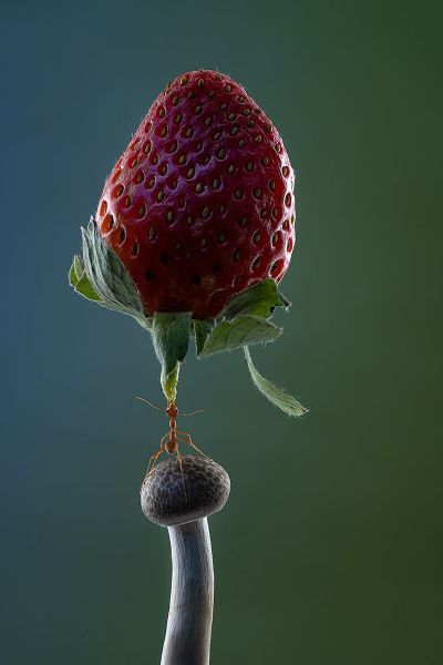 Suhardjo, Lisdiyanto 아티스트의 Mighty Ant Lift-Up A Strawberry작품입니다.