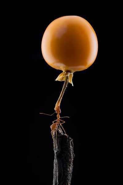 Suhardjo, Lisdiyanto 아티스트의 Mighty Ant Lift-Up A Tomato작품입니다.