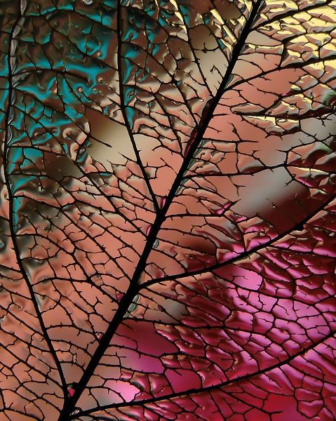 Lesica, Ivan 아티스트의 Glass Leaf작품입니다.