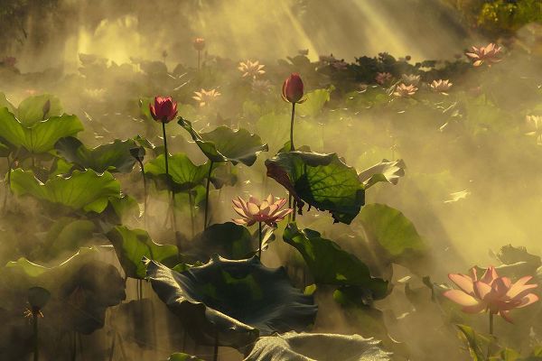 Shi, Mei 아티스트의 Summer lotus작품입니다.