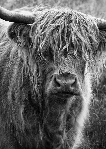 Gronkjar, Lotte 아티스트의 Highland cattle작품입니다.