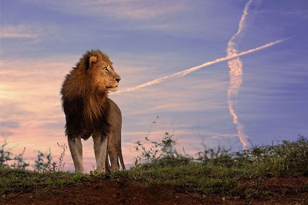 Eichelberg, Amnon 아티스트의 Lion King작품입니다.