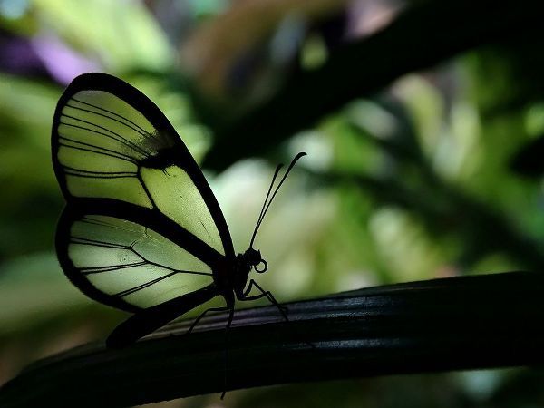 Lesica, Ivan 아티스트의 Clear Winged Butterfly작품입니다.