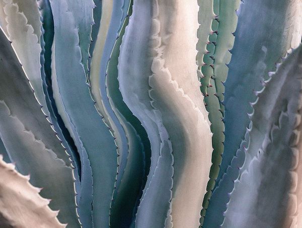 Wechsler, Robin 아티스트의 Sonoma Summertime Roadside Abstract작품입니다.