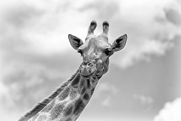 Richter, Regine 아티스트의 The giraffe - Wildlife V작품입니다.