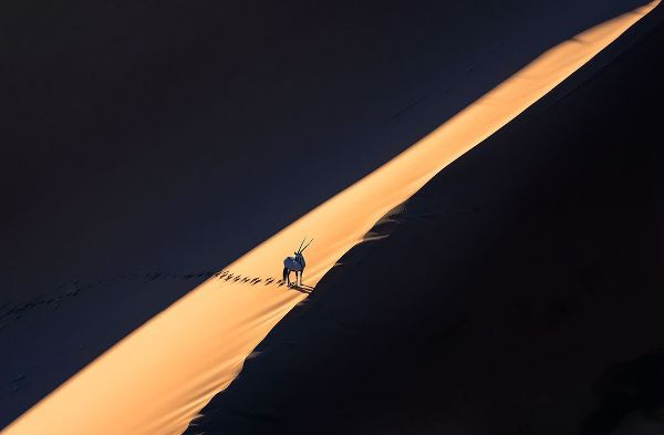 Li, Min 아티스트의 Oryx In The Desert작품입니다.