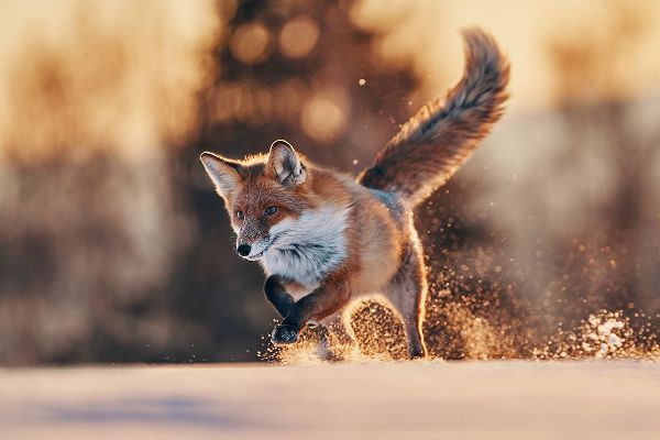 Furch, Lukas 아티스트의 Snowy Sunset With Red Fox작품입니다.