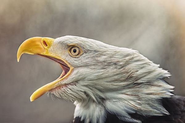 Svestka, Jiri 아티스트의 The Bald Eagle (Haliaeetus Leucocephalus)작품입니다.