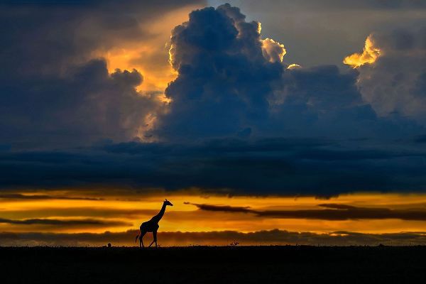 Ortega, Xavier 아티스트의 Giraffe At Sunset작품입니다.