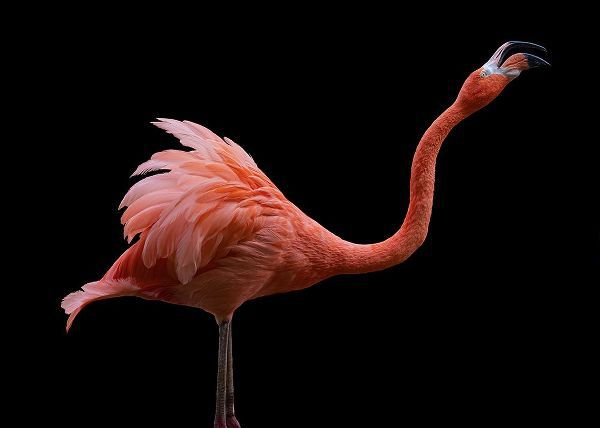 Tsikiridis, Georgios 아티스트의 Flamingo작품입니다.