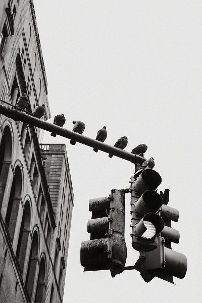 Martin, Rikard 아티스트의 New York City Doves작품입니다.