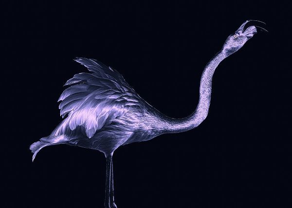 Tsikiridis, Georgios 아티스트의 Silver Flamingo작품입니다.