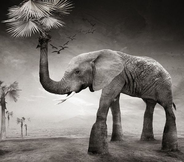 XibiaoHuang 아티스트의 The story of elephants작품입니다.