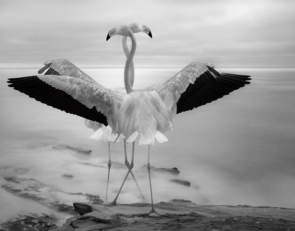 Wisniowska, Krystina 아티스트의 Flamingos Duet작품입니다.