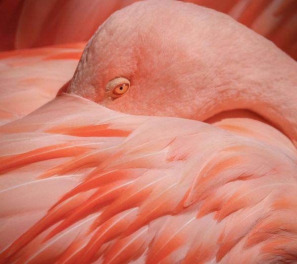 Wechsler, Robin 아티스트의 Portrait of a Pink Flamingo작품입니다.