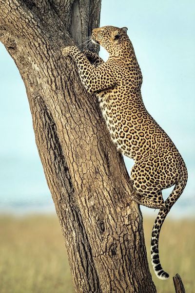 Roshkumar 아티스트의 Leopard In Africa작품입니다.