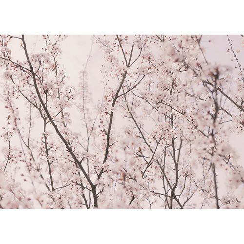 Pienaar, Kathrin 아티스트의 Spring blossoms작품입니다.