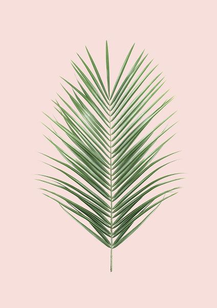 Pienaar, Kathrin 아티스트의 Palm Leaf Blush작품입니다.