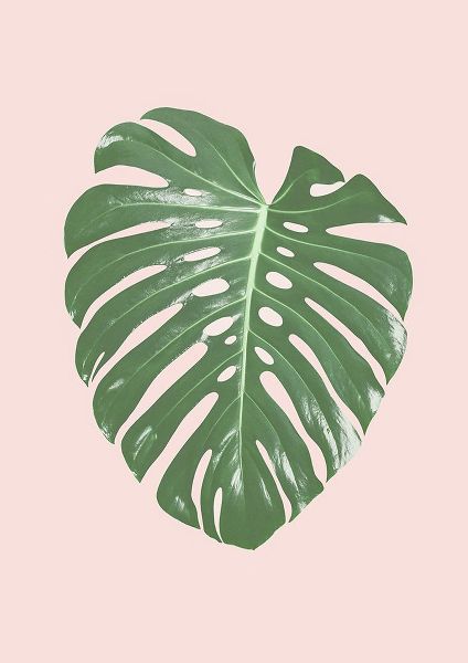 Pienaar, Kathrin 아티스트의 Monstera Leaf Blush작품입니다.