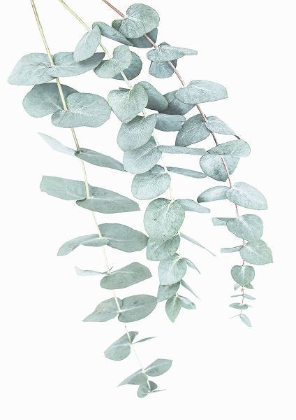 Pienaar, Kathrin 아티스트의 Eucalyptus I작품입니다.