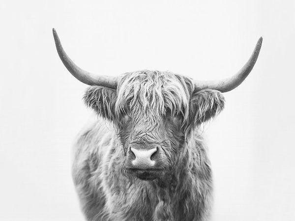 Pienaar, Kathrin 아티스트의 Highland Bull작품입니다.