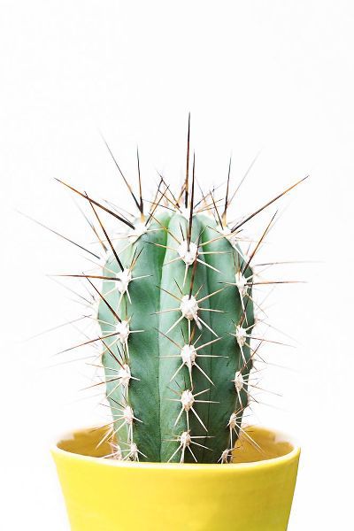 Pienaar, Kathrin 아티스트의 Spikey Cactus작품입니다.