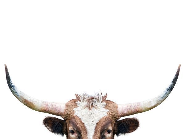 Pienaar, Kathrin 아티스트의 Peeking Longhorn Cow작품입니다.