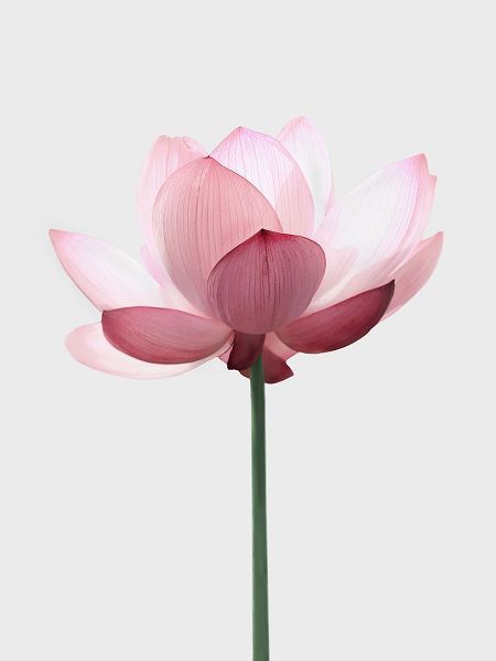 Pienaar, Kathrin 아티스트의 Lotus Flower작품입니다.