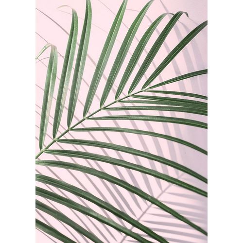 Pienaar, Kathrin 아티스트의 Palm Leaf Shadow작품입니다.