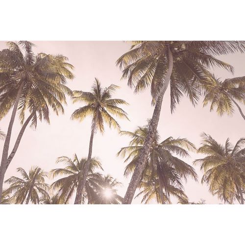 Pienaar, Kathrin 아티스트의 Blush Palm Trees작품입니다.