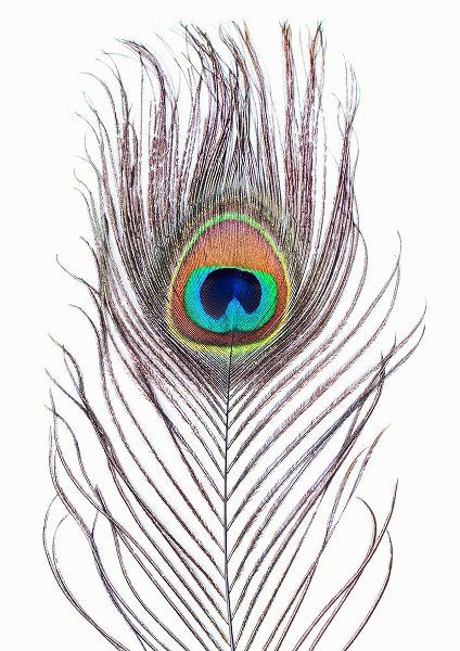 Pienaar, Kathrin 아티스트의 Peacock Feather작품입니다.
