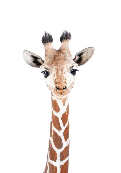 Pienaar, Kathrin 아티스트의 Baby Giraffe작품입니다.