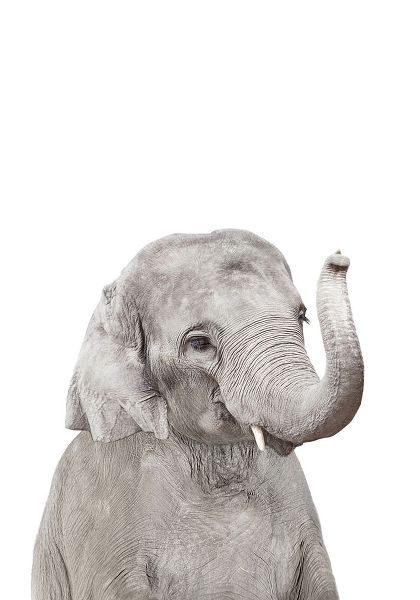 Pienaar, Kathrin 아티스트의 Baby Elephant작품입니다.