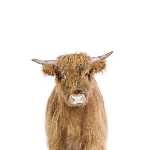 Pienaar, Kathrin 아티스트의 Baby Cow작품입니다.