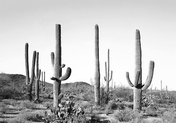 Pienaar, Kathrin 아티스트의 Grey Cactus Land작품입니다.