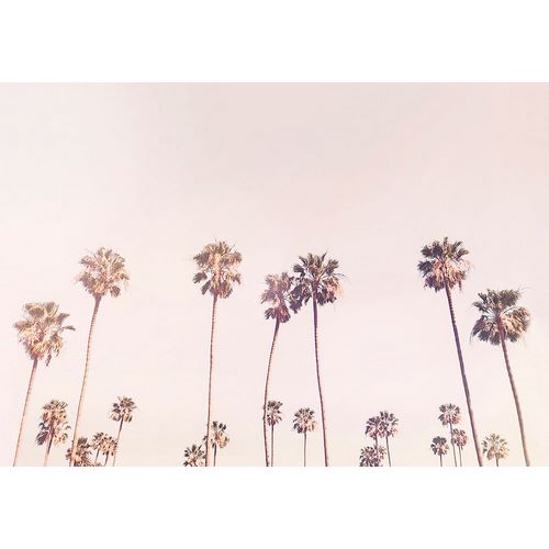 Pienaar, Kathrin 아티스트의 Sunny Cali Palm Trees작품입니다.