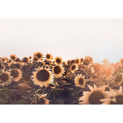 Pienaar, Kathrin 아티스트의 Sunflowers작품입니다.