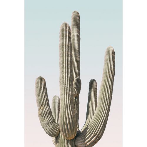 Pienaar, Kathrin 아티스트의 Saguaro작품입니다.