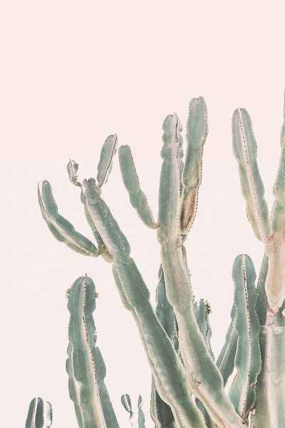 Pienaar, Kathrin 아티스트의 Sunrise Cactus작품입니다.